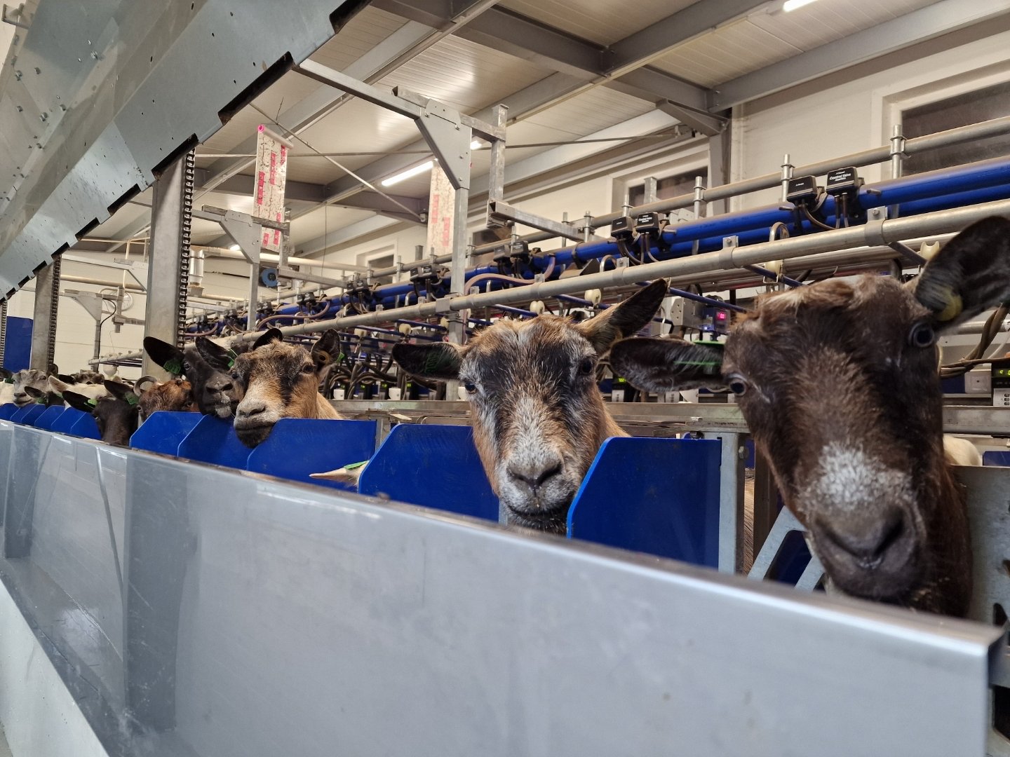 Geiter i nytt fjøs i Gjesdal