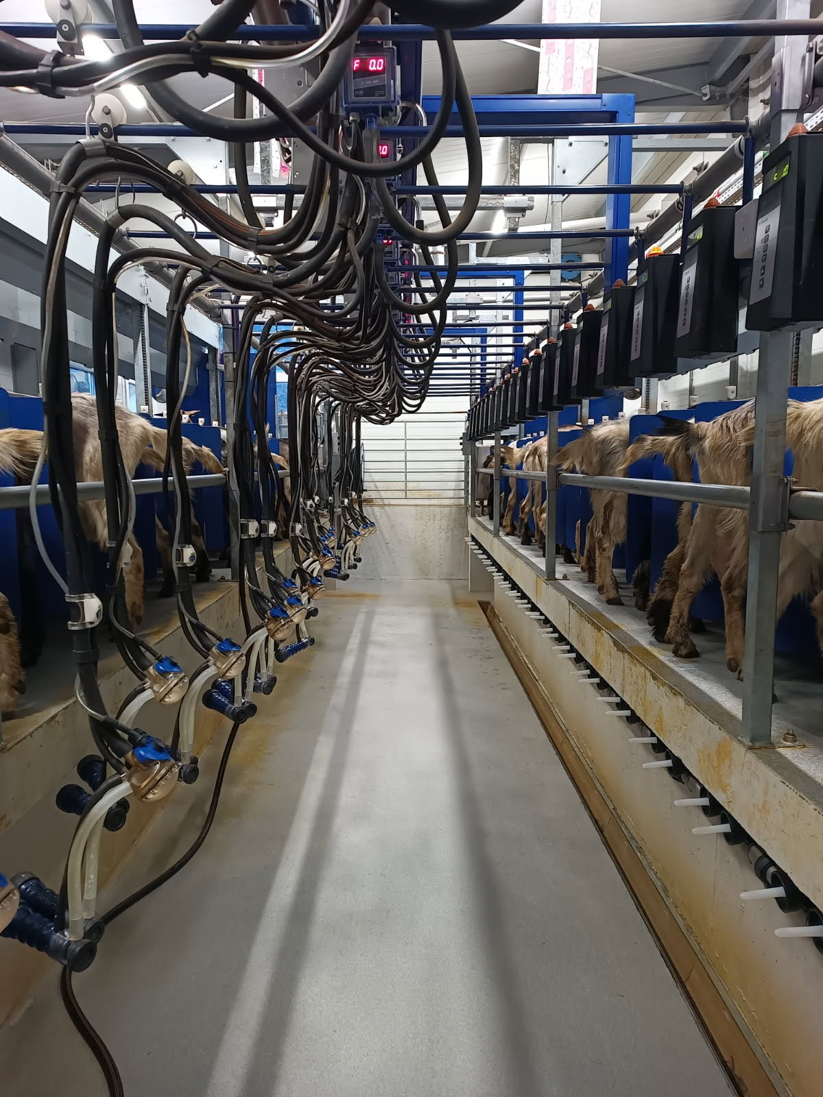 Melkstall i nytt geitefjøs