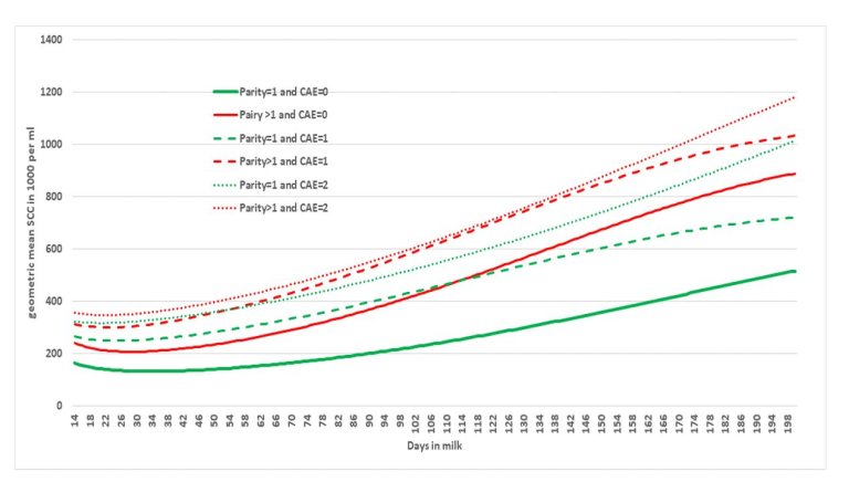 Reduksjn i celletall geit2
