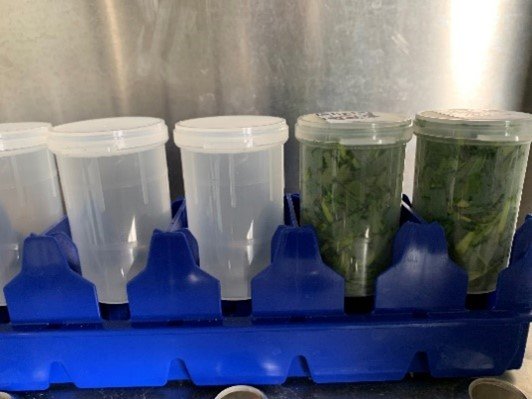 Grasprøver i to olabeger i blå skinne